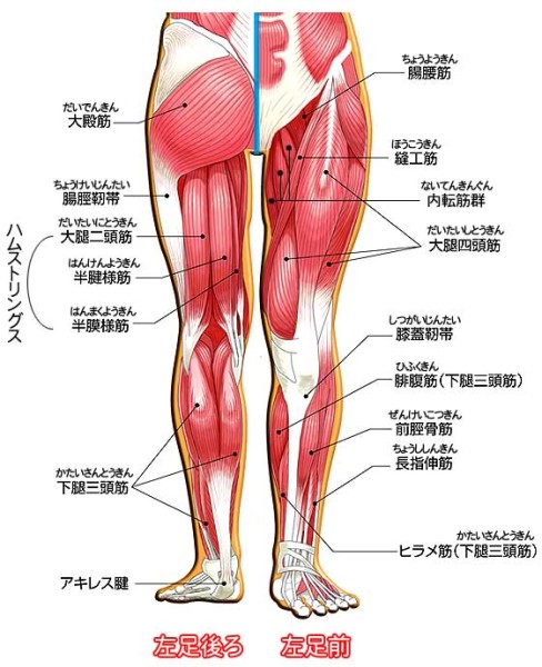 筋肉痛を早くとる４つの方法を千葉県松戸市の整体師が解説 北小金で口コミno 1の 健美整骨院 整体院