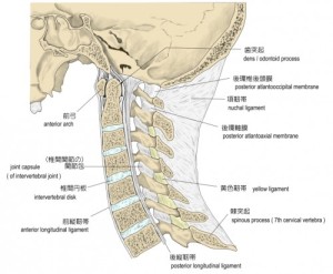 頸椎-500x411